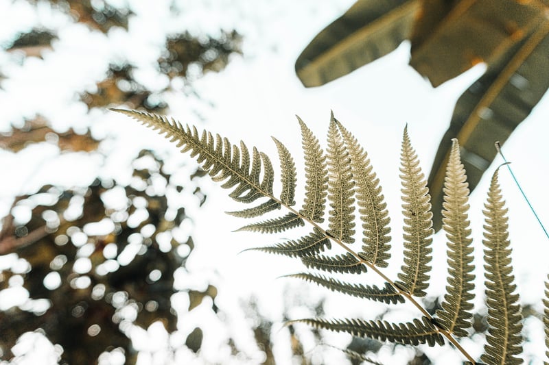 Plants in a garden