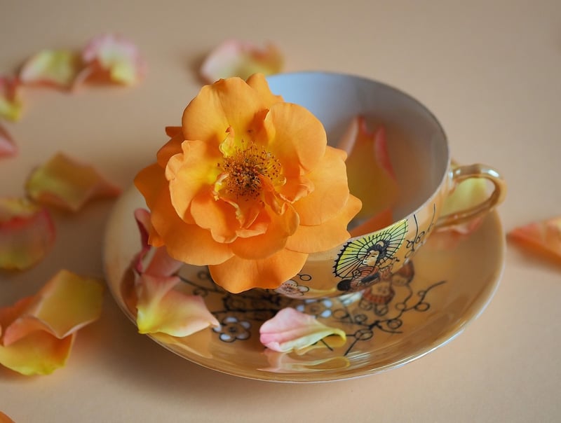 Teacup Herb Planters