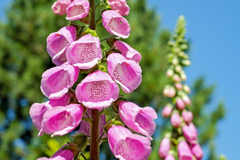 Vertical Garden Inspiration